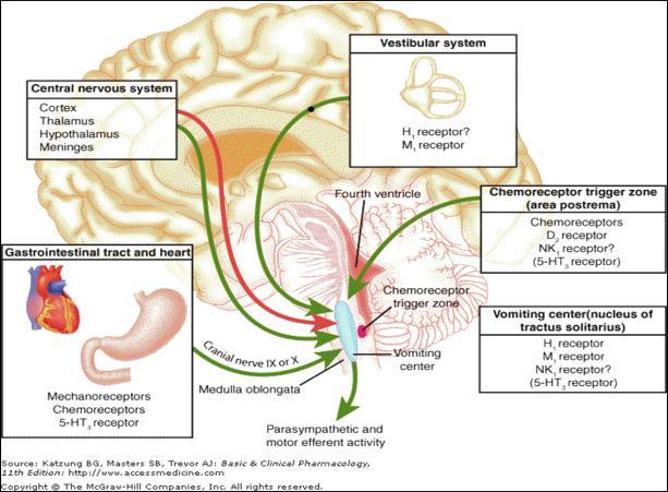 Receptoren en neurotransmitters thv braakcentrum Receptor H1-histamine Muscarine NK1/ neurokinine Dopamine / D2 Serotonine / 5HT3 Neuro-transmitter histamine acetylcholine substance P dopamine