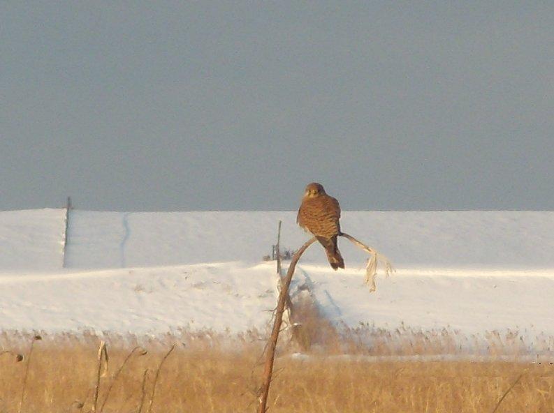 WINTERVOGELS in NATUURBRAAK Vereniging voor