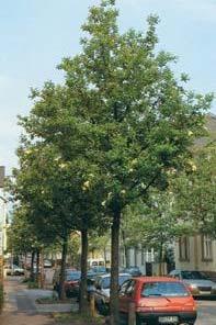 grootte 8 12 m smal kegelig SorintB latijnse naam Sorbus intermedia