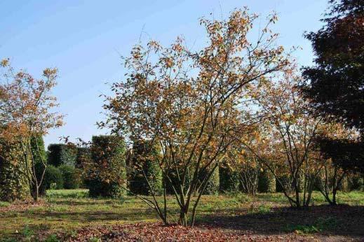 Heesters solitairs Amel latijnse naam Amelanchier lamarckii