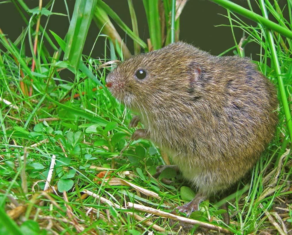 Afbeelding 10. Noordse woelmuis.