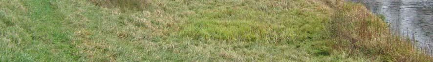 Oeverzone met een dichte vegetatie van grassen, riet en