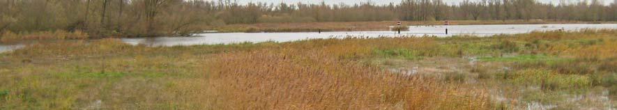 kruiden naast een greppel; het riet heeft een hoogte van plm.