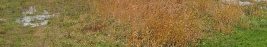 vegetatie van riet, grassen en kruiden, met een vegetatiehoogte van plm.