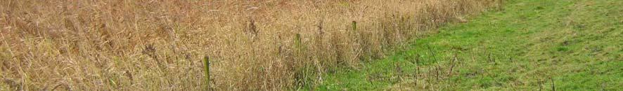 Randzone van nat rietveld met een ruige vegetatie van riet,