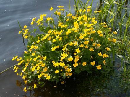 KENMERKEN DOTTERBLOEM Soortgroep/familie Zaadplanten, landplanten, planten, Ranonkelfamilie Hoofd-biotoop Uiterlijke kenmerken Drassige hooilanden, waterkanten, grienden en