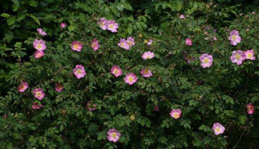 Rosa pendulina Bourgogne Rozen Roze Zon,