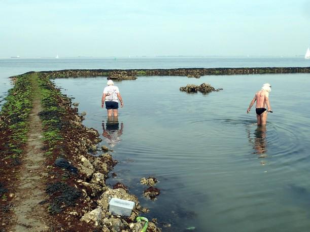 Hier groeien Darmwieren (groen), en direct daaronder de Kleine zee-eiken (bruin). Op de lager gelegen grove stenen groeien Blaaswieren (bruin).