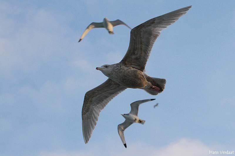 Referenties Camphuysen CJ & Garthe S (2004) Recording foraging seabirds at sea: standardised recording and coding of foraging behaviour and multi-species foraging associations.