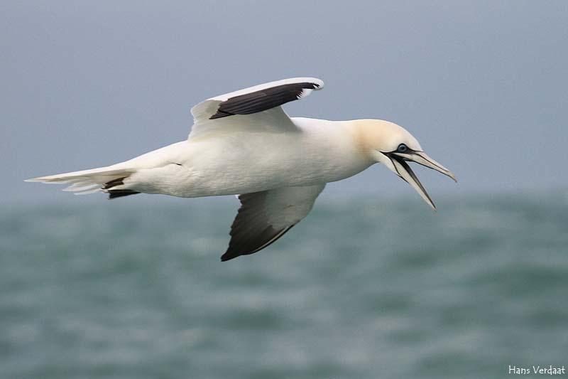 Samenvatting In het kader van het project Aanvullende beschermde gebieden op de Noordzee worden vogeltellingen uitgevoerd rond het Bruine Bank gebied.