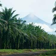 10 Kerncijfers 2014 Energy & Resources Als gevolg van de aanzienlijke uitbreidingsinvesteringen van de afgelopen jaren kon Sipef haar productievolume van palmolie opdrijven tot 268.488 ton (+5,7%).