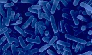 regressiegraad Legionella : temperatuur