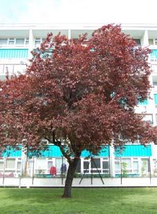 kroon dicht Pruc latijnse naam Prunus 'ccolade' nederl.