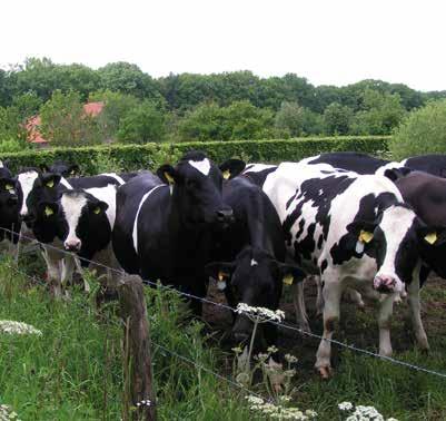 Overigens is de Natuur en Milieufederatie Limburg het met de bezwaarmakers eens dat een dierstandstill in Limburg een voorwaarde is voor het goed functioneren van de PAS.