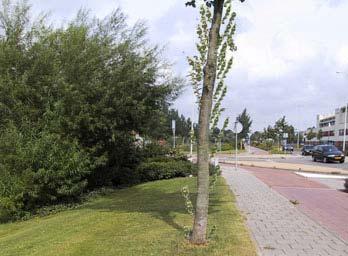 GROEN staat bomen stam opschot: <10 % kroon: gaaf+evenwichtig schade stam: geen % dood hout >4cm omtrek: 0% Alle bomen hebben een gave evenwichtige kroon zonder dood hout.