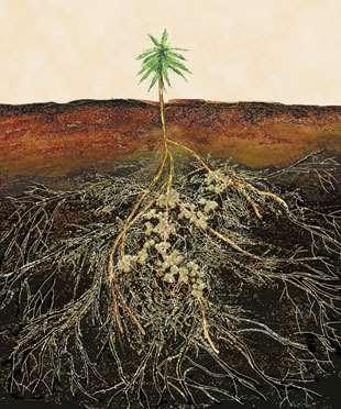 Meer ondergrondse samenwerking: Veel planten werken samen met wortelschimmels (mycorrhiza ) De plant