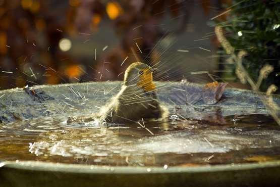 Vogels trek je aan met water Een vogelbadje trekt veel bezoekers.