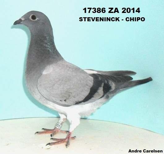 17386 ZA 2014 BBWF YOUNGSTER BRED OUT OF TWO DIRECT STEVENINCK BENNY PIGEONS - GRANDCHILD OF CHIHAUT 100 AND GRAND GRANDCHILD OF CHIPO DO NOT MISS THIS OPPORTUNITY NOTE: THE CHIPO FAMILY OF BENNY