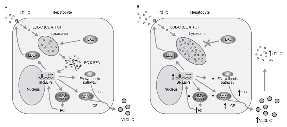 2. Dyslipidemie lysosomal acid lipase