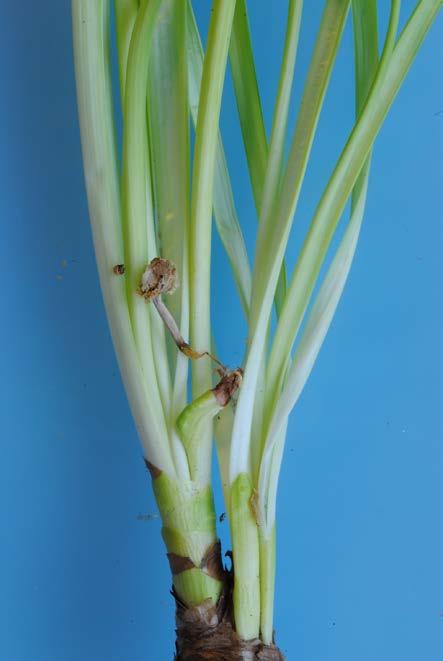 de broeierij van vroege bloemverdroging bij