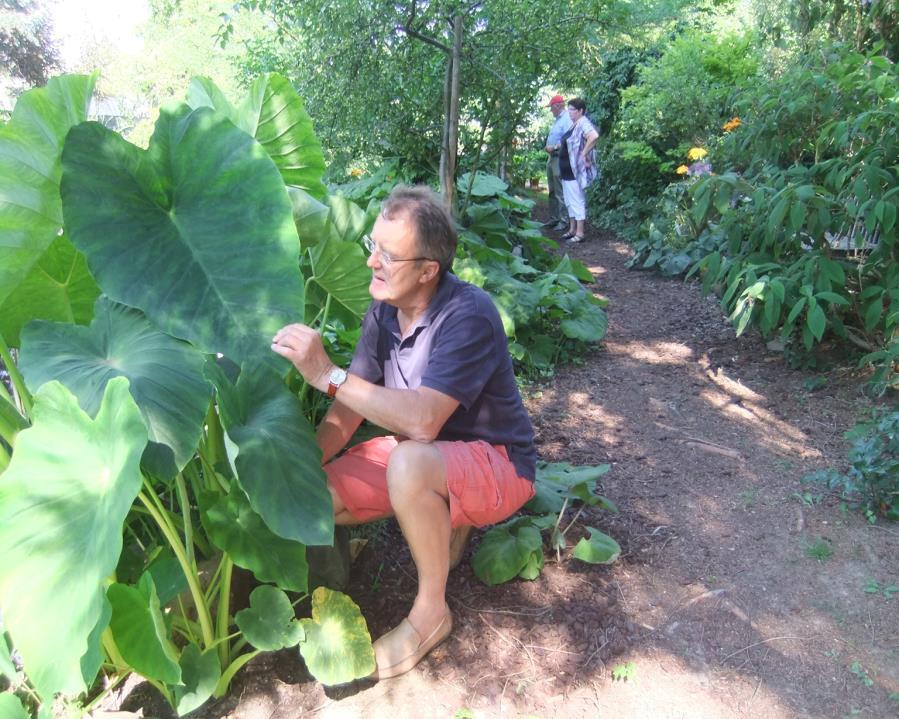 Een zwembad hebben ze zoals ik al schreef maar er was méér water. Een grote vijver beschaduwd door allerlei gewassen waaronder een hele grote Alocasia, dat noem ik nog eens exotisch tuinieren!