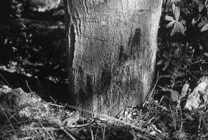 Oak Death veroorzaakt, een vorm is van Phytophthora ramorum (Rizzo et al., 2002). Het blijft echter desalniettemin mogelijk dat de Europese en Amerikaanse vormen verschillen in pathogeniteit.