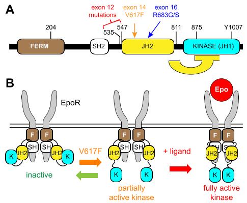JAK2-eiwitten worden gevormd uit zeven homologe domeinen (JH), waarbij JH2 een pseudokinase is, dat van belang is bij MPN.