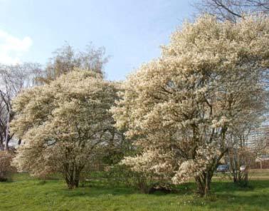 kleinbladige linde Prunus avium cv (bv 'Plena' / 'Landscape