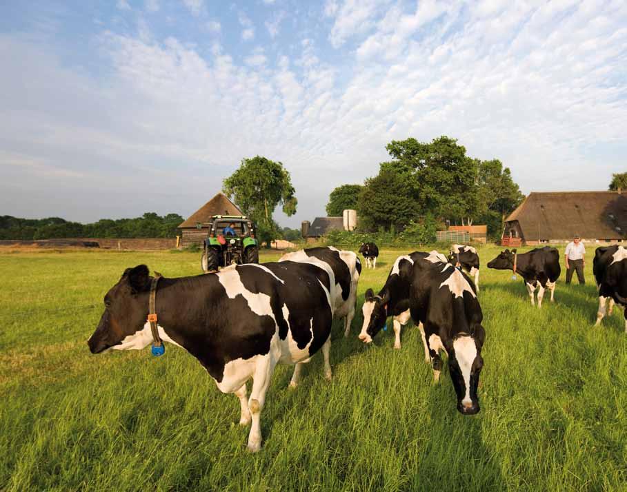 De basis van ons plan vormt een nieuwe agrarische onderneming als rentmeester van het gebied. Een boer die zorgt voor een aantrekkelijk landschap met hoge natuurwaarden.