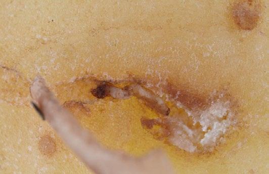 ARTIKEL ] Nieuwe Epitrix (aardvlo) -soorten in Spanje en Portugal vormen een nieuwe bedreiging voor de aardappelteelt in Europa Bram de Hoop 1, 2, Ben Kimmann 1, Brigitta Wessels 1, Dirk-Jan van der