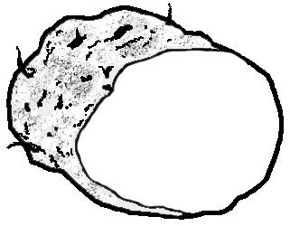 Een aardappel is een knol Ik he b no d i g snijplank mesje 1 aardappel per groepje verf en kwast 1 Bekijk de aardappel. Teken de aardappel hieronder na. 2 Op de buitenkant zitten kleine deukjes.