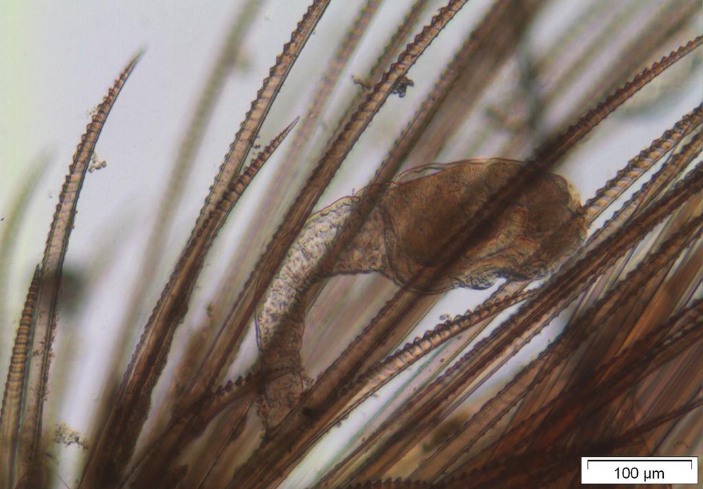 34 Figuur 1: Loxosomella compressa op notopodiale borstel van de schubworm Gattyana cirrhosa. Oestergronden, 23 maart 2010 (foto: Ton van Haaren). en een uitbochting aan de voorzijde boven de steel.