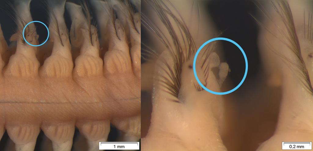 36 de schubben, antennen en cirri van de gastheer, vooral in de buurt van de kop. Het feit dat L. harmeri ook op de schubben groeit toont aan dat het geen parasiet is.