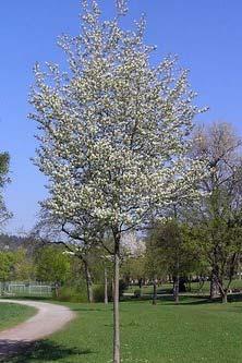 naam Krentenboompje bloeitijd maart april grootte 5 10 m