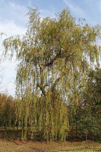 Bomen Quepal latijnse naam Quercus palustris nederl.