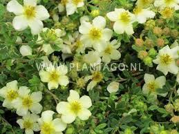 m PotfA latijnse naam Potentilla fruticosa 'Abbotswood' nederl.