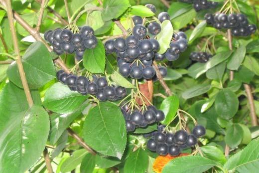 Heesters hoogte 1,0 2,5m Bosplantsoen Arom latijnse naam Aronia