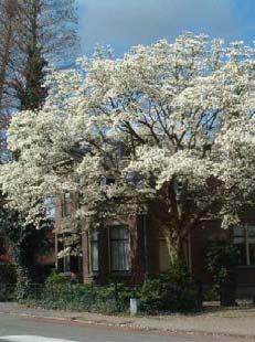 kroon half Magkob latijnse naam Magnolia kobus nederl.