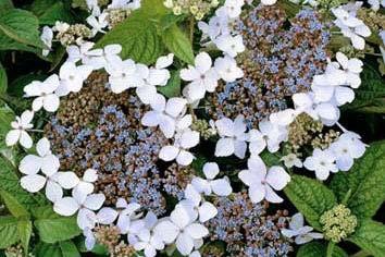 naam Hortensia bloeitijd juni sept C lilablauw bijzonderheden schermbloem 1 m