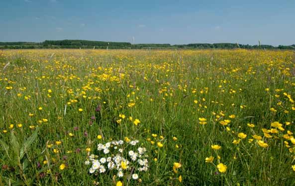 Veel te snelle grasgroei, half