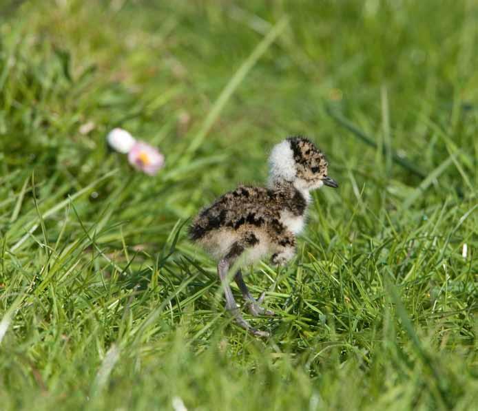 de grasmat zich vanuit weidevogelperspectief prachtig ontwikkelen. De mestgift is echter wel beschikbaar voor grasgroei in de zomer, wat een wat vollere tweede snee kan opleveren.