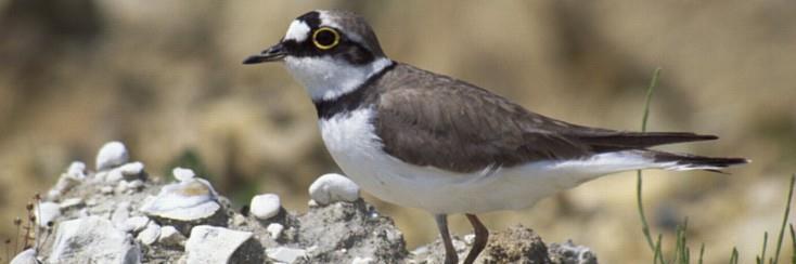 1. De Natuurbeschermingswet in Nederland Biedt basisbescherming voor alle soorten Altijd minimaal zorgplicht Biedt bijzondere bescherming aan veel kwetsbare soorten De