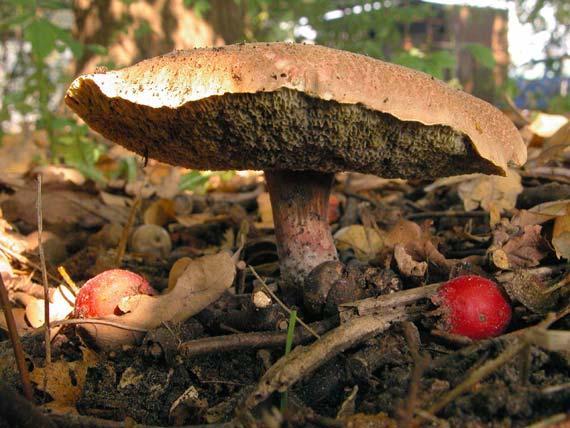 4 4 Een beetje onkruid kan geen kwaad en het bos zorgt er zelf voor dat er niet teveel groeit. Van het aardoliealarm heb jij helemaal geen last!