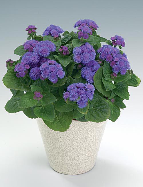 Ageratum