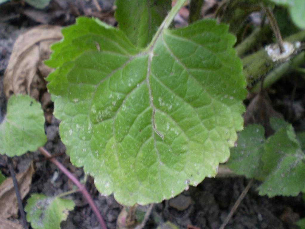 Ageratum houstonianum De