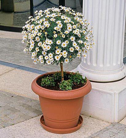 Argyranthemum frutescens struikmargriet De