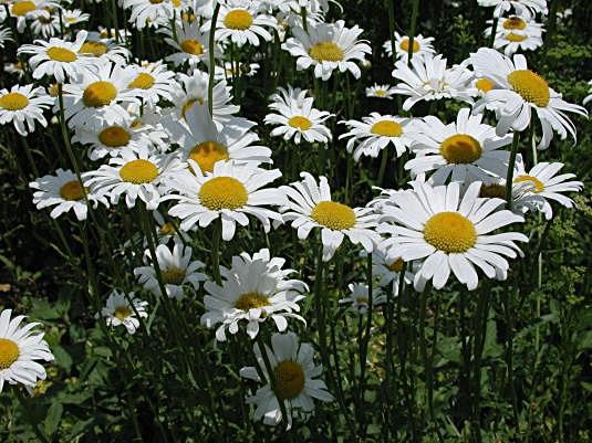 Argyranthemum frutescens De