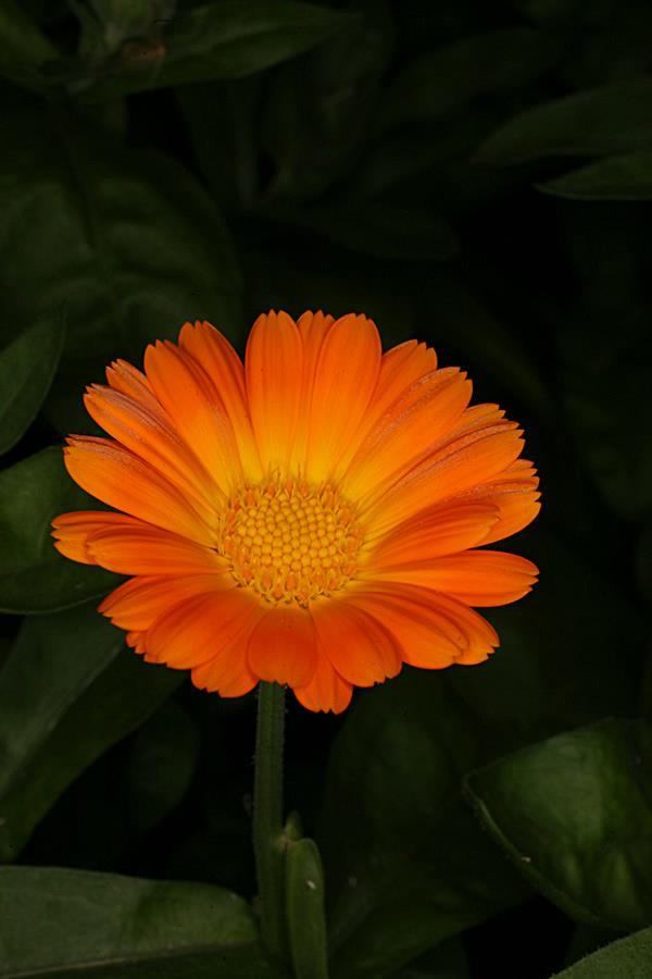 Calendula