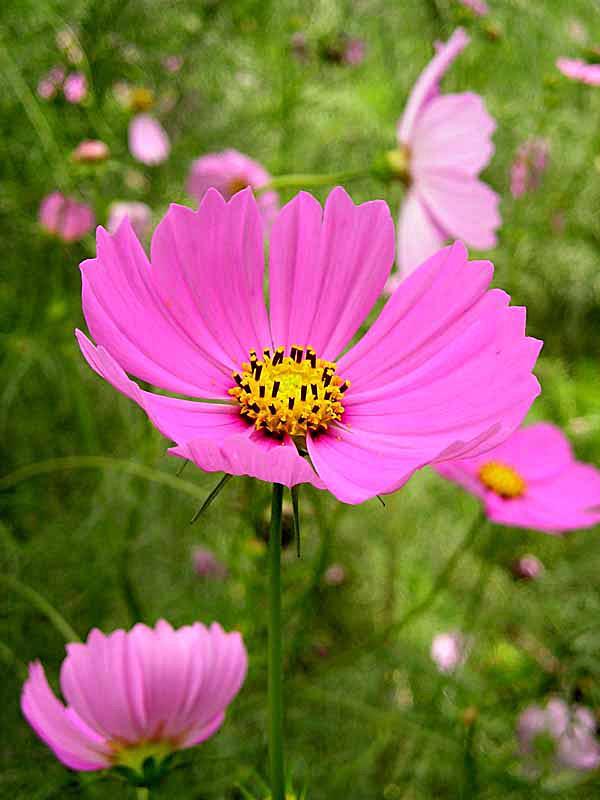 Cosmos bipinnatus