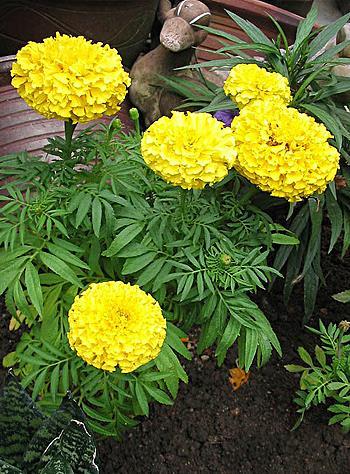 Tagetes erecta grote afrikaan De bloemen zijn erg groot.